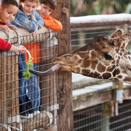 Full day tour: Cheetah outreach, Stellenbosch and Giraffe House