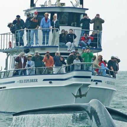 Whale Watching in Hermanus: Must-Do Activity in Cape Town, SA