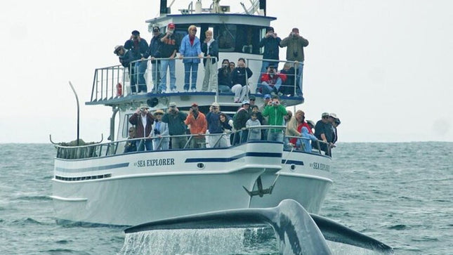 Whale Watching in Hermanus: Must-Do Activity in Cape Town, SA