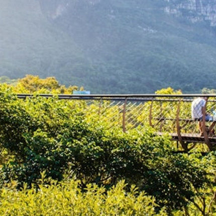 Constantia: Full-Day Wine Tour + Roundtrip Transfer
