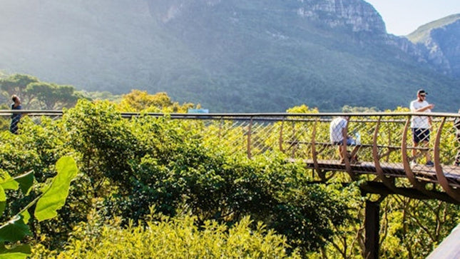 Constantia: Full-Day Wine Tour + Roundtrip Transfer