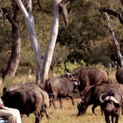 7 Days Safari - Isimangaliso, Hluhluwe & Drakensberg from Durban