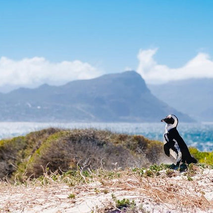 Combo Tour: Marine Wildlife Cruise and Cape Point PM