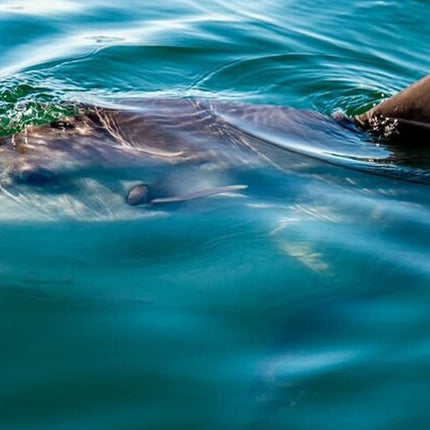 Combo Tour: Marine Wildlife Cruise and Cape Point PM