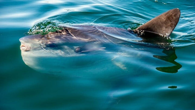 Combo Tour: Marine Wildlife Cruise and Cape Point PM