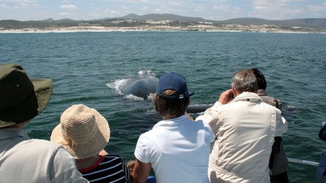 Whale Watching Tour in Hermanus