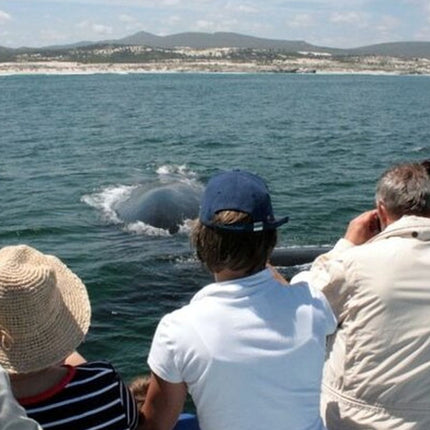 Whale Watching Tour in Hermanus