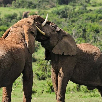 Kruger Park Safari