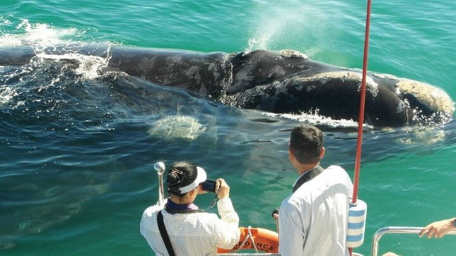 Whale Watching Tour in Hermanus