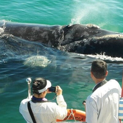 Whale Watching Tour in Hermanus