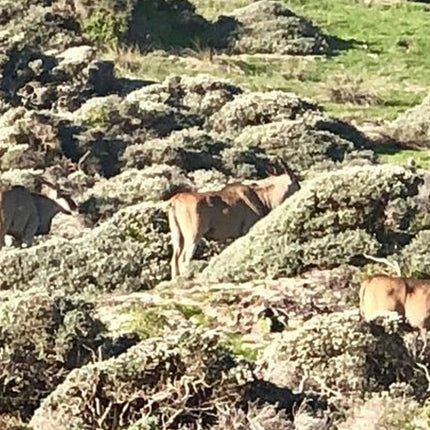 Cape Town Private Safari Transfer Service