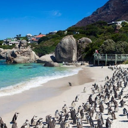Cape Point & Table Mountain: Small-Group Guided Tour + Transfers