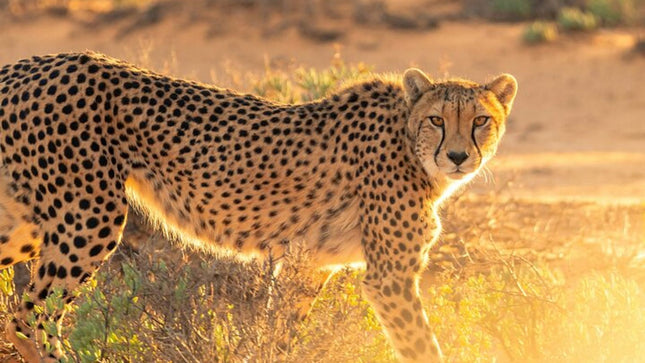 Cape Town Giraffe House, Cheetah Encounter and Wine Tasting Tour.