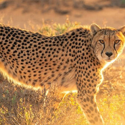 Cape Town Giraffe House, Cheetah Encounter and Wine Tasting Tour.