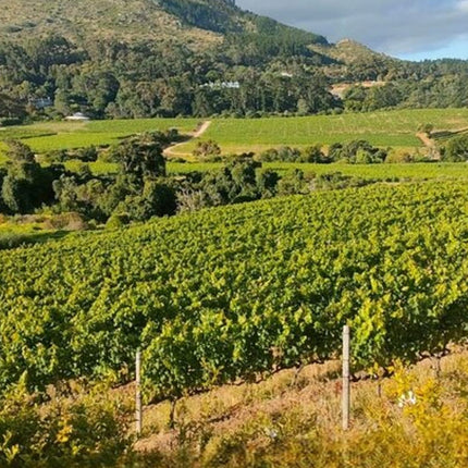 Private Cape Town Wine Tasting with Vineyards and Scenic Views