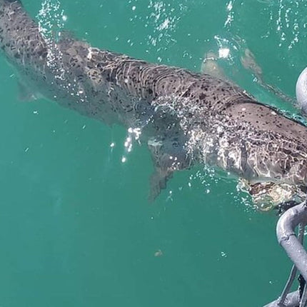 From Cape Town Shark Cage Diving and Viewing in Gansbaai