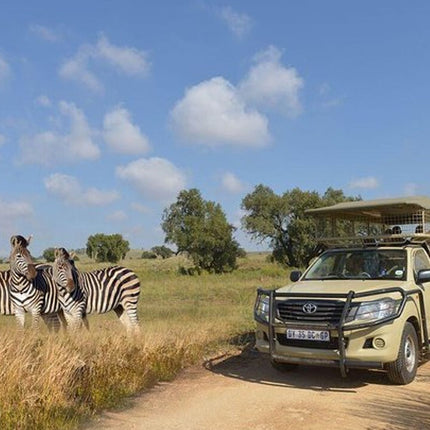 Johannesburg to Lesedi Cultural Village and Lion Park Day Tour