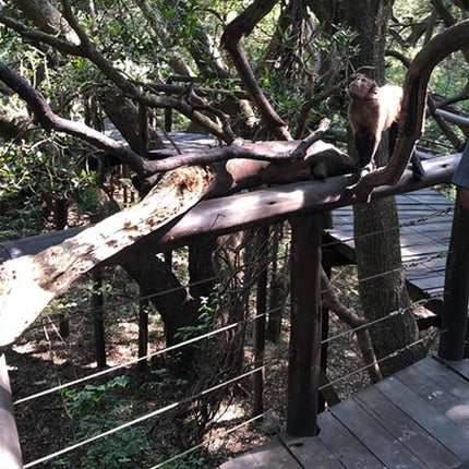 Elephant & Monkey Sanctuary Tour from Johannesburg