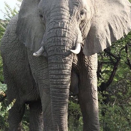 7 Days Kruger National Park Private Tour