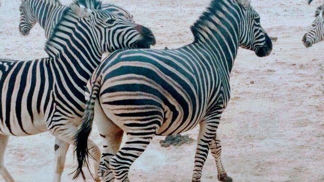 7 Days Kruger National Park Private Tour