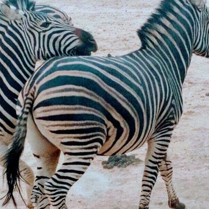 7 Days Kruger National Park Private Tour