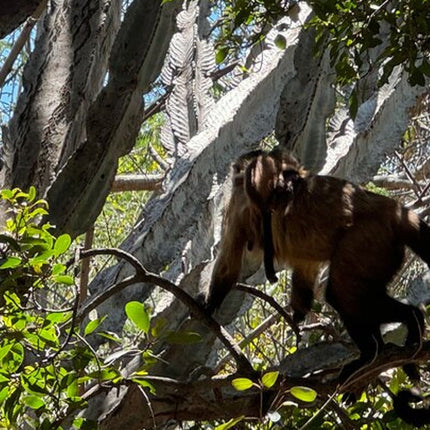 Elephant & Monkey Sanctuary Tour from Johannesburg