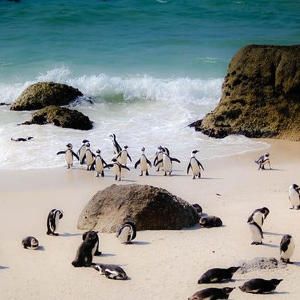 Picturesque Peninsula Tour