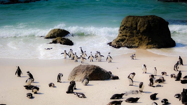 Picturesque Peninsula Tour