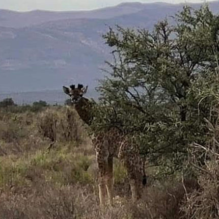 Cape Town Private Safari Transfer Service