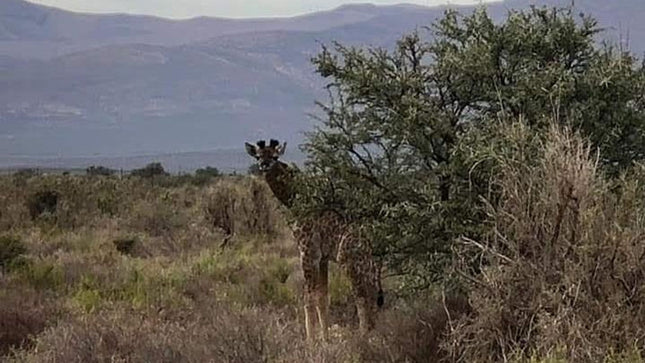 Cape Town Private Safari Transfer Service