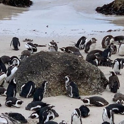 Cape Point & Boulders Beach Private Tour with Penguin Encounter