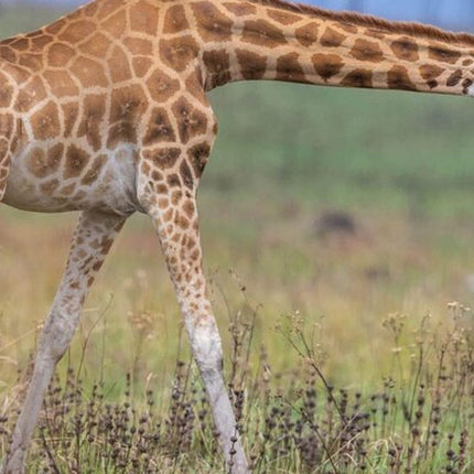 Cape Town Giraffe House, Cheetah Encounter and Wine Tasting Tour.