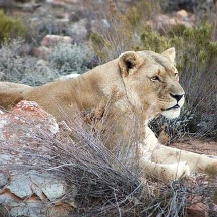 Wildlife and Safari Tour