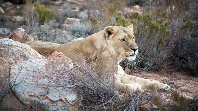 Wildlife and Safari Tour