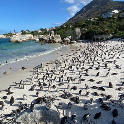 Full day Cape Peninsula Tour