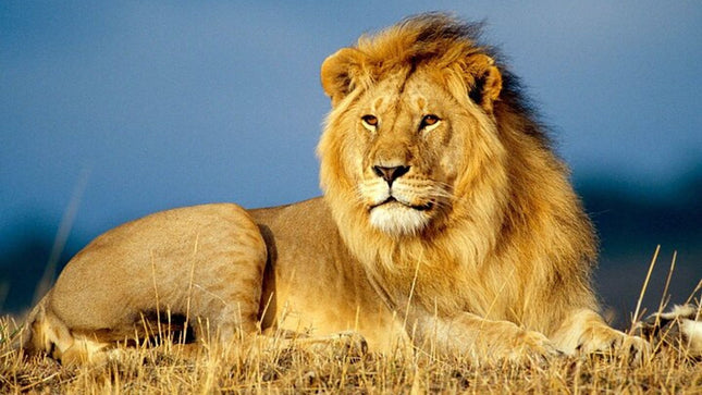 Sunset Safari Big 5 Aquila with Snacks and Wine Tasting