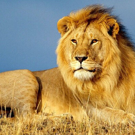 Sunset Safari Big 5 Aquila with Snacks and Wine Tasting