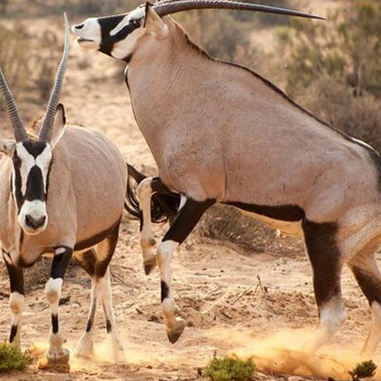 Cape Town Inverdoorn Game Reserve Tour
