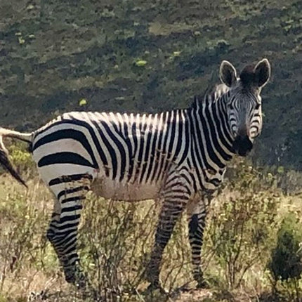 7 Days Kruger National Park Private Tour