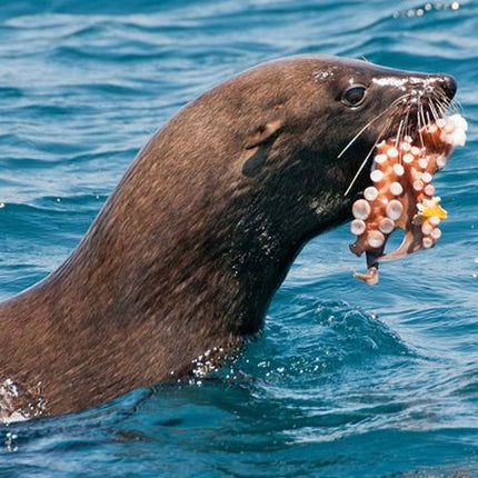 Combo Tour: Marine Wildlife Cruise and City PM