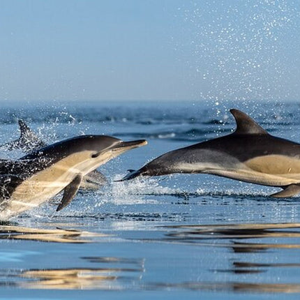 Combo Marine Wildlife Cruise & Cape Point Full Day Tour in CT