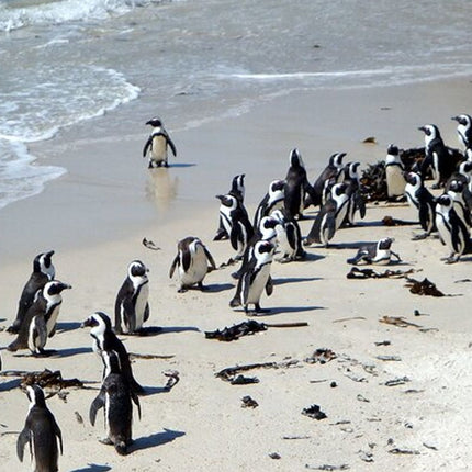 2-Day Best Private Tour Robben Island, Table Mountain, Cape Point