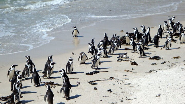 2-Day Best Private Tour Robben Island, Table Mountain, Cape Point