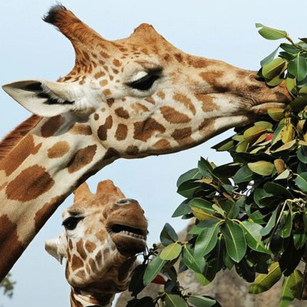 Cape Town Giraffe House, Cheetah Encounter and Wine Tasting Tour.
