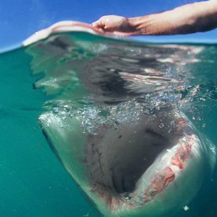 Shark Diving and Viewing Full Day Tour from Cape Town
