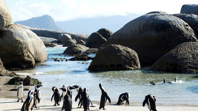 Cape Point Explore with Boulder's Penguins Small Group Day Tour