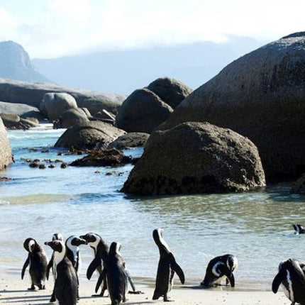 Cape Point Explore with Boulder's Penguins Small Group Day Tour