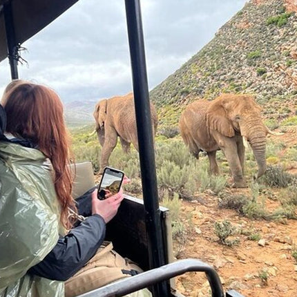 Early Morning Safari Big Five Experience