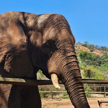 Elephant & Monkey Sanctuary Tour from Johannesburg