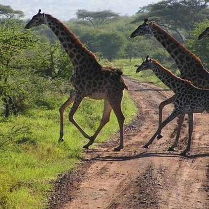 7 Days Safari - Isimangaliso, Hluhluwe & Drakensberg from Durban